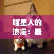 喵星人的浪漫：最新猫咪情侣头像大揭秘