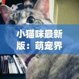 小猫咪最新版:萌宠界的时尚新宠