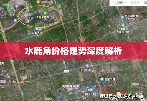 水鹿角价格走势深度解析