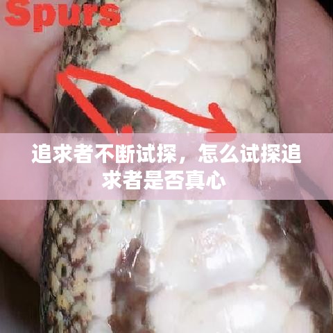 追求者不断试探,怎么试探追求者是否真心
