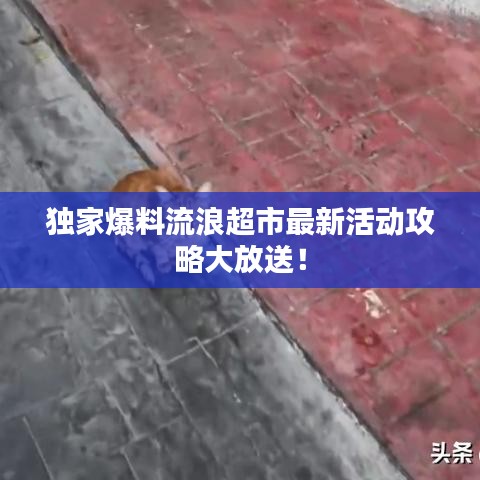 独家爆料流浪超市最新活动攻略大放送！